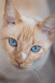 Purrlux Com At Purrlux We Have Something For Yourself And Your Cat With Cat Care Accessories And Cat Themed Merchandise Kedi Hayvanlar Ve Hayvanlar Alemi
