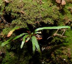 Image result for Grammitis cryptophlebia