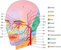 Lateral view of the head with veins of the head and neck shown in relation to underlying skeletal structures. Arteries Of The Face And Neck Plastic Surgery Key