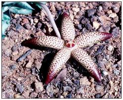 Image result for Orbea maculata