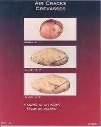 7 external defects archived potatoes food canadian