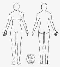 The body diagram template you download depends on the part of the body you want to talk about pictures printable outline of female body drawings art gallery. Human Body Diagram Medical Woman Female Anatomy Body Cavities Hd Png Download Kindpng