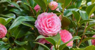 Air layering is possibly the easiest way of propagating camellias and obtaining a reasonable sized plant within six to nine months. How To Grow Camellias
