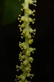 Image result for Antidesma venosum