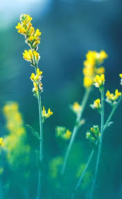 Write your own text/name on them before downloading. Samsung Galaxy S20 Wallpapers Hd