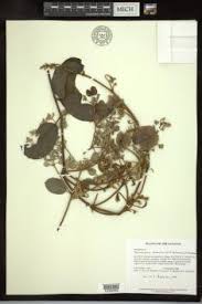 Image result for Triaspis macropteron