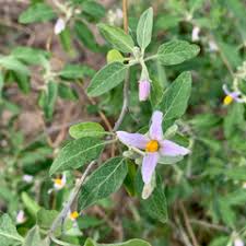 Image result for Solanum tettense
