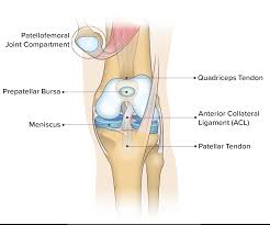 Patellar tendonitis causes patellar tendonitis is an overuse injury due to repeated stress on the tendon. Knee Pain On The Front Of Your Joint Learn Why Spring Loaded Technology