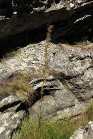 Image result for Costularia natalensis