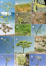 Image result for Pimpinella buchananii