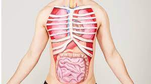 The master organ, the brain, serves as cpu or control center, while beating of heart is considered as the sign of life in an individual. Top 10 What Are The Heaviest Organs In The Human Body Bbc Science Focus Magazine