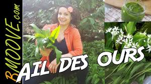 Comment Cueillir L Ail Des Ours Et Recette De Pesto Ail Des Ours Recette Pesto Recette Ail Des Ours