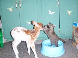 Pin By Jokkaby Jokkaby On Animal Odd Couples Cute Animals Cute Creatures Cute Little Animals