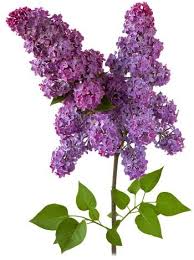 Syringa Vulgaris Common Lilac De Groot Inc Lilac Bouquet Lilac Flowers Lilac