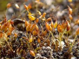 Image result for Emilia caespitosa