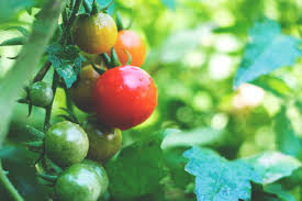 Tomatenvolldünger sollte maximal alle vier wochen eingesetzt werden. Tomaten Richtig Dungen Wann Wie Mit Welchen Dungern Wurzelwerk