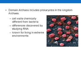 Classification The Linnaean Classification System Has Limitations Linnaeus