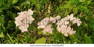 Image result for Polemoniaceae