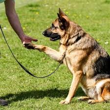 Has successfully completed more than rm150 million worth of construction works in. Leowon Pets Galaxy Rawang Selangor Darul Ehsan Http Leowonpetsgalaxy Com