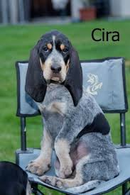 Image result for malý modrý gaskoňský honič