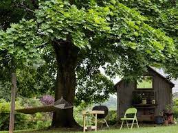 A triangle denotes trees which are native to the sonoran desert or which are visually compatible with sonoran desert landscapes. 10 Fast Growing Shade Trees For Your Yard Fast Growing Shade Trees Best Shade Trees Backyard Shade