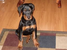 This is a beautiful rottweiler puppy who is raised with children and very well socialized. Giant Rottweiler Puppies For Sale In Texas The Y Guide