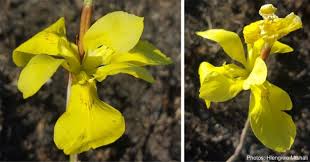 Image result for Moraea spathulata