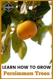 Check spelling or type a new query. How To Grow An American Persimmon Tree Gardening Channel