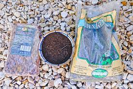 It was suffering from too much water in. How To Repot A Money Tree Pachira Aquatica Plus The Mix To Use