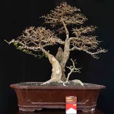 Jual Produk Tanaman Bonsai Serut Termurah Dan Terlengkap Januari 2021 Bukalapak
