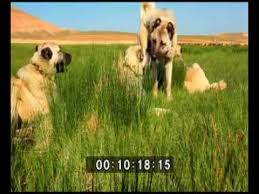 Kangal Kopegi Belgeseli Trt Tarafindan Cekilen Belgeselden 2015 Youtube