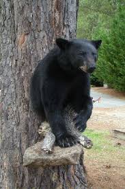 Award Winning Black Bear Shoulder Mount 1 2 Lifesize And Shoulder Mount Bear Gallery Bear Mounts Bear Gallery Bear Hunting