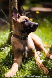 12 Weeks Old Malinois Puppy Enjoying Some Sun In The Yard Malinois Puppies Malinois Belgian Malinois Puppies