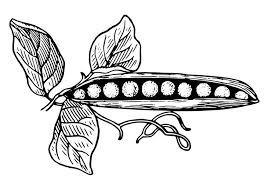 35+ peas coloring pages for printing and coloring. Coloring Page Peas In A Pod Free Printable Coloring Pages Img 27345