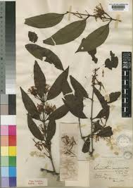 Image result for Englerina muerensis