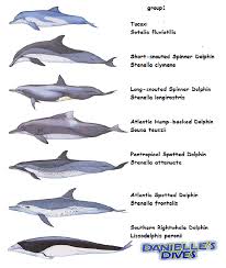 Creature Feature Types Of Dolphins Plus 20 Dolphin Facts