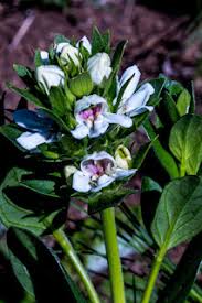 Image result for Hermannia grandistipula