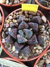 We call it サボテン in japanese.|it is said that it originally came from sabão. British Cactus And Succulent Society Ø¹Ù„Ù‰ ØªÙˆÙŠØªØ± What Were We Saying About Shades In Haworthiads This Is The Japanese Retuse Hybrid Ashura With A Lot Of Subtle Shades Going On Bcss Cactussucculent