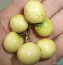 Image result for Deinbollia sp. A