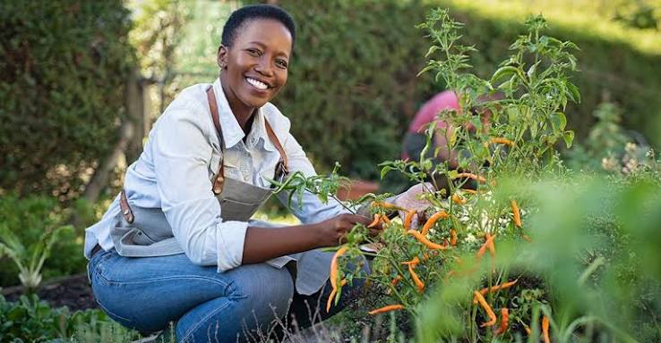 How to Start Growing Vegetables From Seeds at Home for Spring Planting
