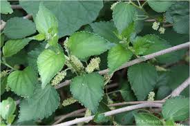 Image result for Acalypha fruticosa