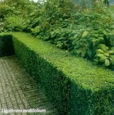 Maybe you would like to learn more about one of these? 19 Best Ligustrum Ovalifolium Ideas Hedges Plants Privet Hedge