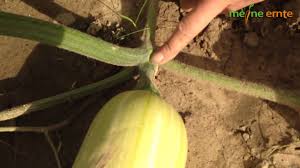 Die optimale erntezeit hängt davon ab, wann der foeniculum vulgare gesät wurde. Meine Ernte Gartnertipps Kurbisernte Youtube