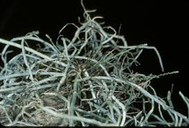 Image result for Microcoelia exilis