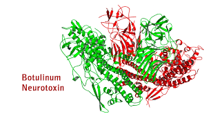 Image result for images botulinum toxin