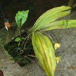 Image result for Polystachya caloglossa