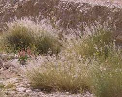 Image result for Tricholaena