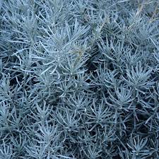 Image result for Helichrysum moorei