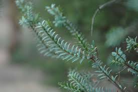 Image result for Melaleuca decussata