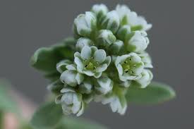 Image result for Corrigiola